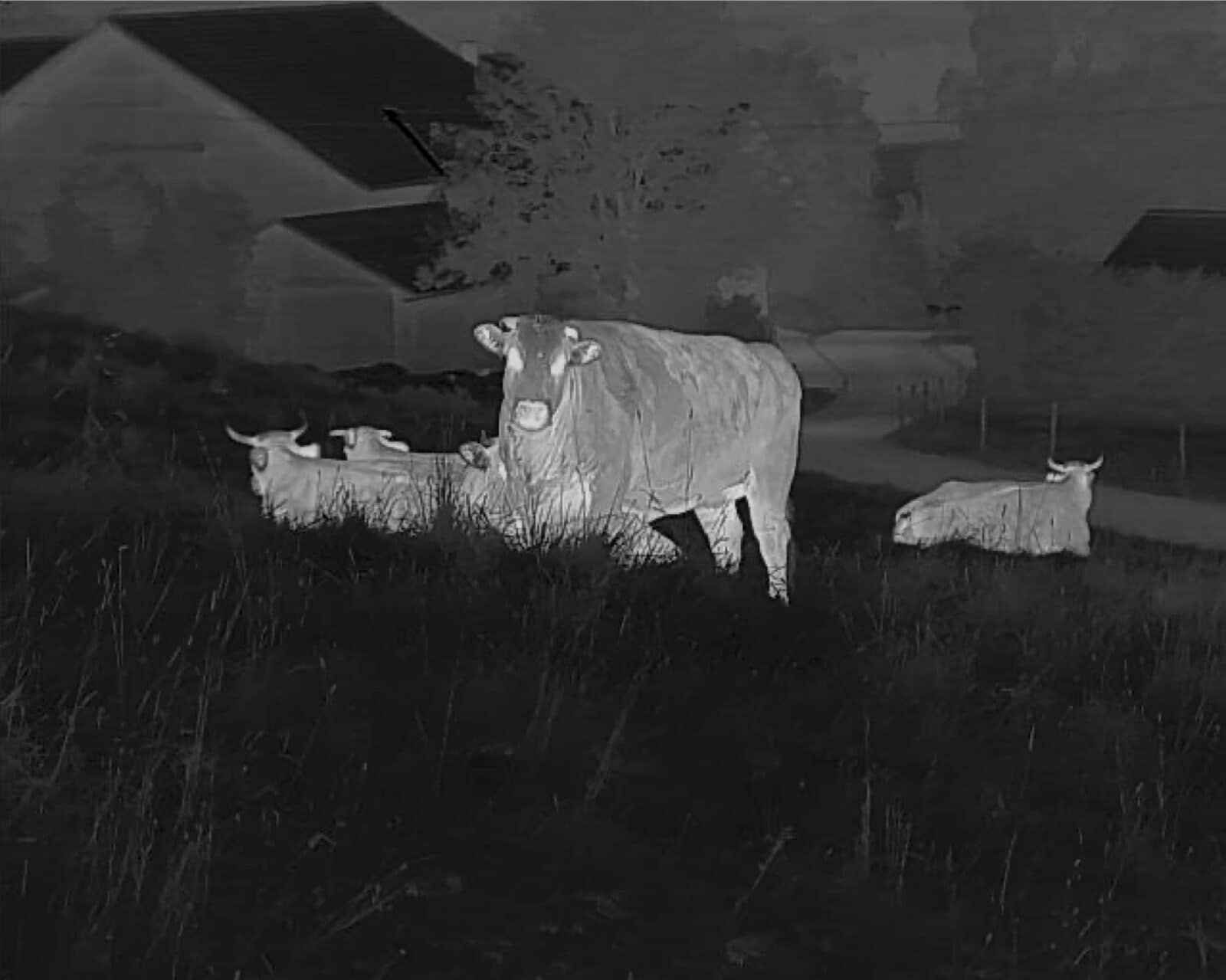 LIEMKE KEILER 1 bildmodi