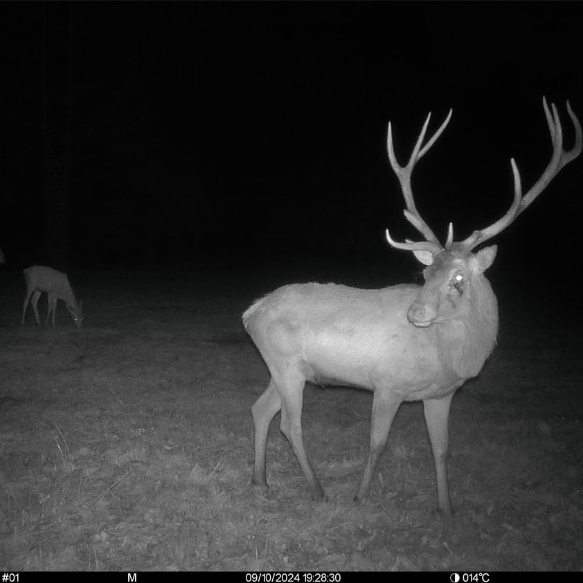 Besete wildkamera seissiger aufnahme 01 Besete wildkamera seissiger aufnahme 01